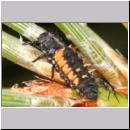 Marienkaeferlarve - Harmonia axyridis 01.jpg